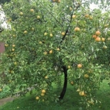 Memorija kruške yakovlev: opis, fotografija, recenzije, slijetanje